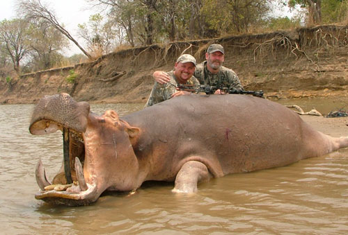 One Shot Hippo