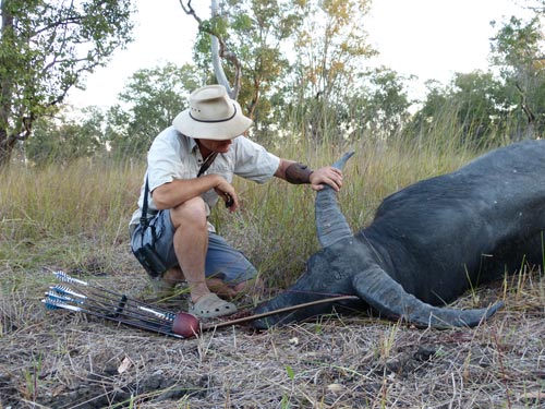 Water Buffalo Longbow Success