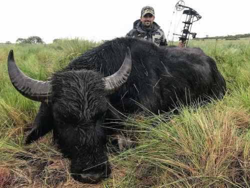 Argentine buffalo season is in full swing