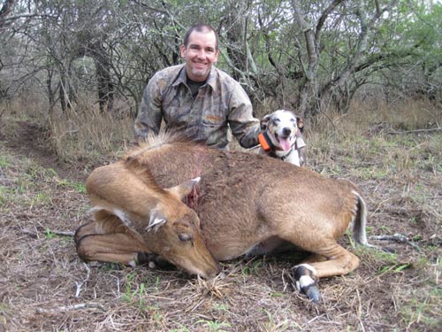 Texas Nilgai Cow