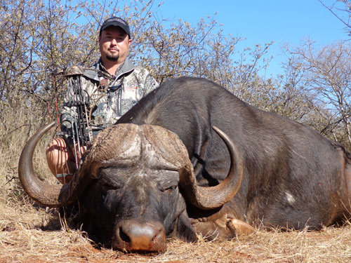 SCI #6 Cape Buffalo