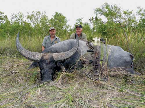 Monster Asiatic buffalo