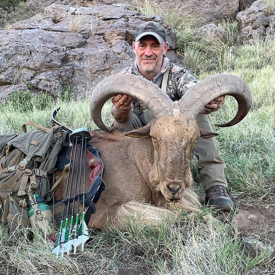 Big Trad Aoudad