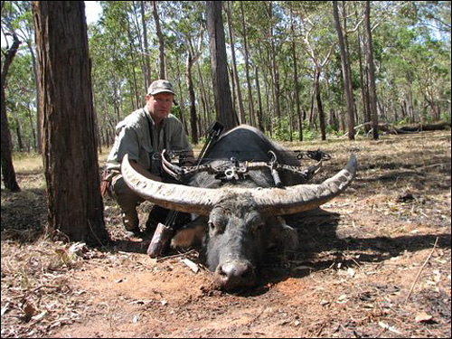 Asiatic buffalo in Australia