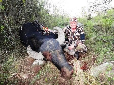 Four Argentinean Water Buffalo