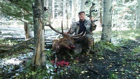 Gunnison, CO - Bull Elk