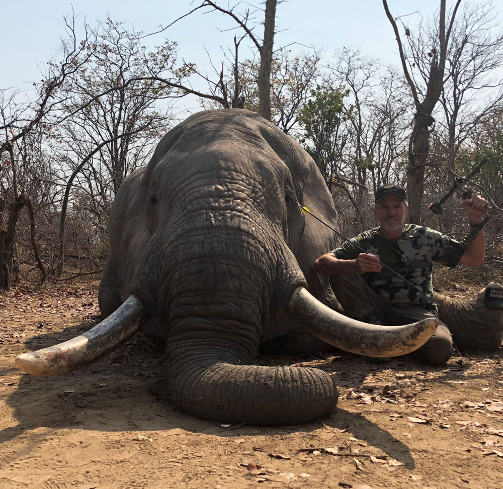 elephant bow hunting