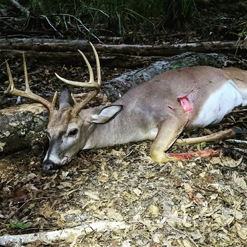Whitetail 650 Case Study