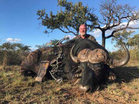 Beautiful Cape Buffalo