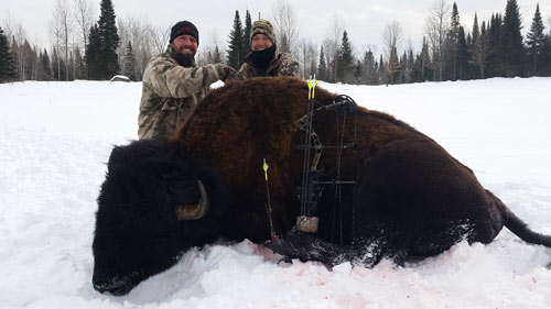 1800+ LB Herd Leader Bison