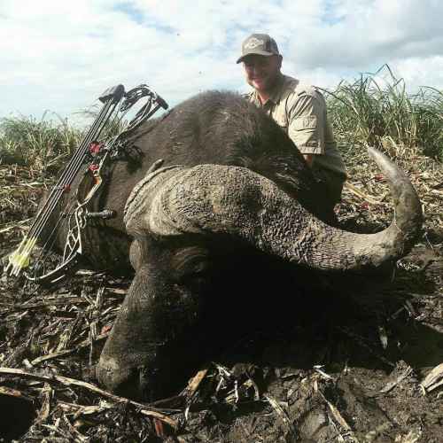 Mozambique Swamp Buffalo