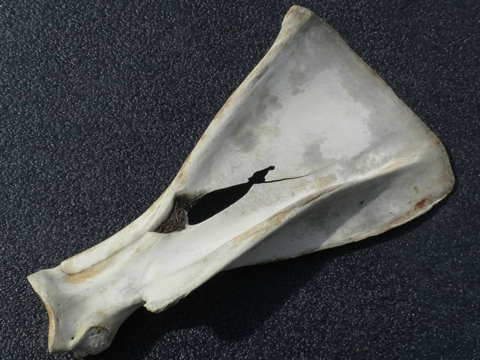 Broken Moose scapula from Single Bevel Broadhead