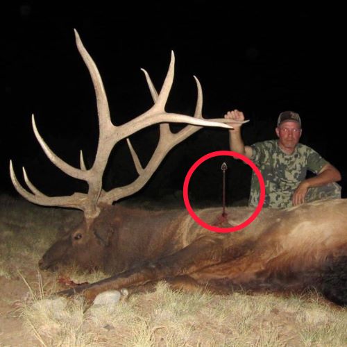 Dr Ed Ashby Big Game System Pass Through On Bull Elk