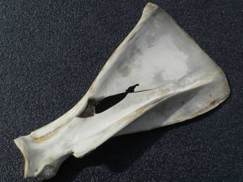 Broken Moose Scapula from Single-bevel Broadhead